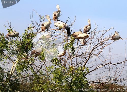 Image of Pelicans sitting