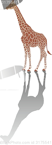 Image of Giraffe with shadow 