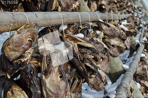 Image of Heads of cod hanging to dry