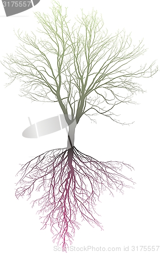 Image of Bare deciduous tree with roots