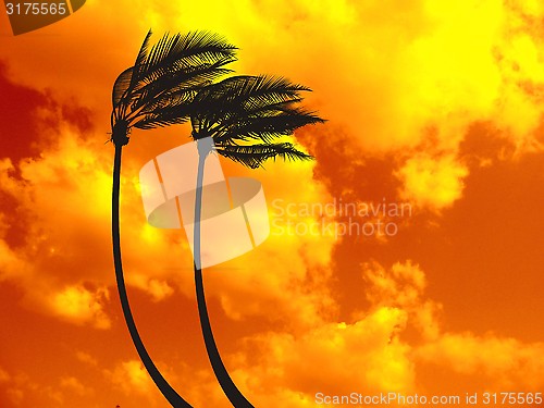 Image of Palm trees on the red sky