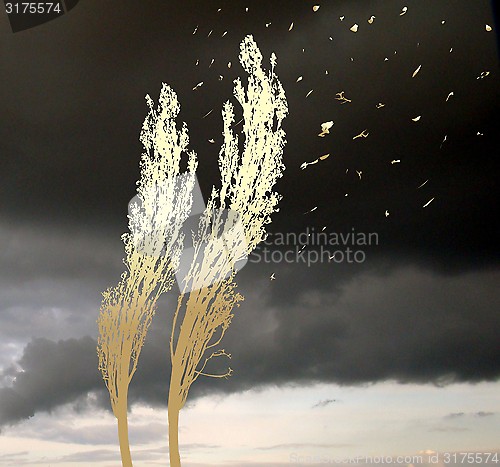Image of Poplars in the storm