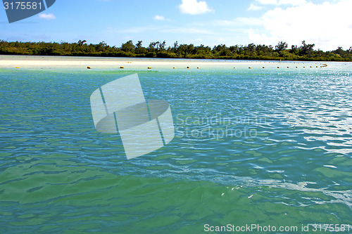 Image of beach ile du cerfs seaweed  indian ocean sky and rock
