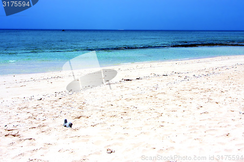 Image of zanzibar beach  seaweed in indian rock