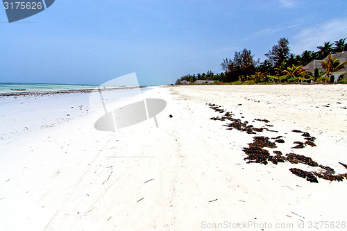 Image of seaweed beach   in zanzibar   