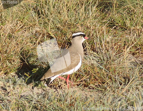 Image of Crowned lapwing