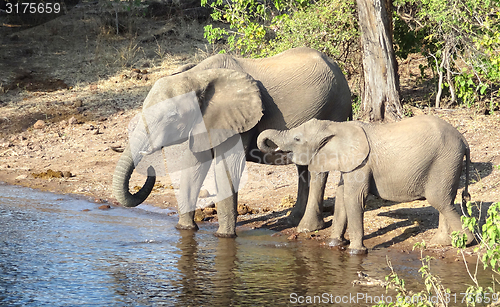 Image of Elephants in Botswana