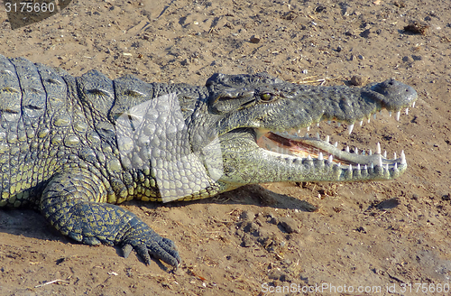 Image of african crocodile