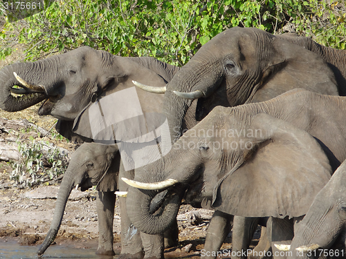 Image of group of Elephants in Botswana