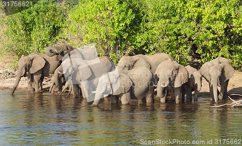 Image of group of Elephants in Botswana