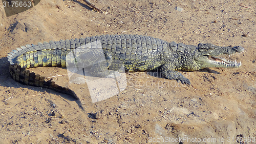 Image of african crocodile