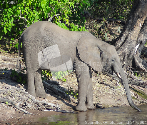 Image of Elephant in Botswana