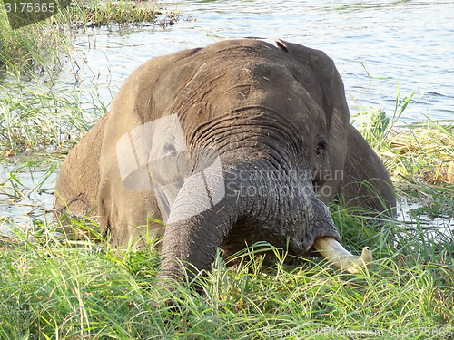 Image of Elephant in Botswana