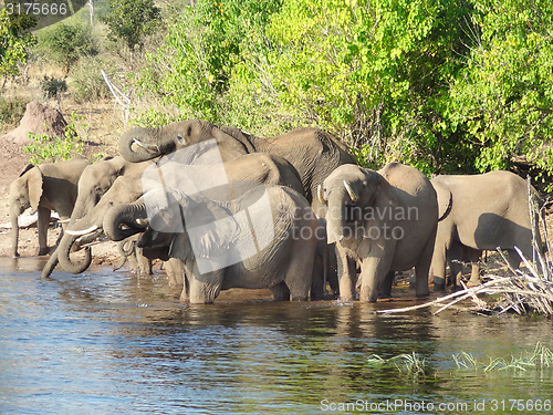 Image of group of Elephants in Botswana