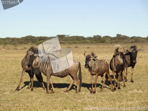 Image of Wildebeests