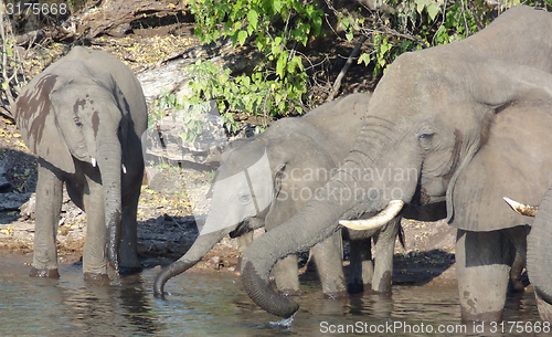 Image of group of Elephants in Botswana