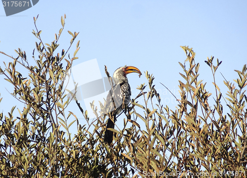 Image of Southern yellow-billed hornbill