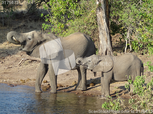 Image of Elephants in Botswana