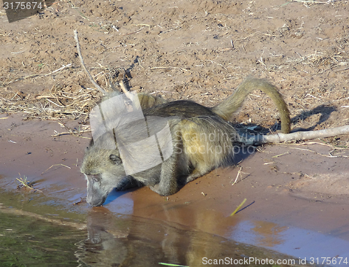 Image of drinking baboon