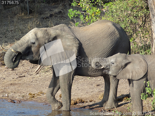 Image of Elephants in Botswana