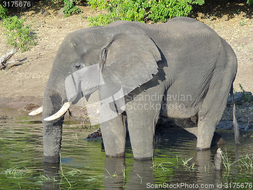 Image of Elephant in Botswana