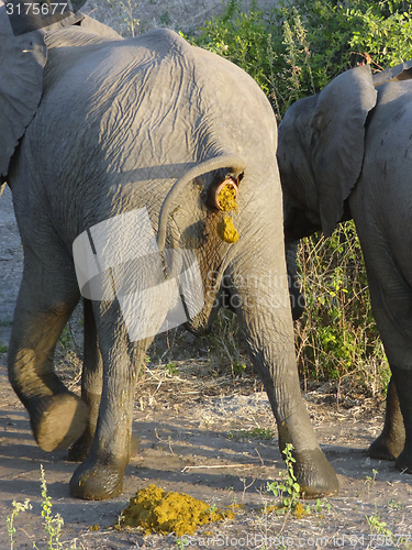 Image of crapping elephant