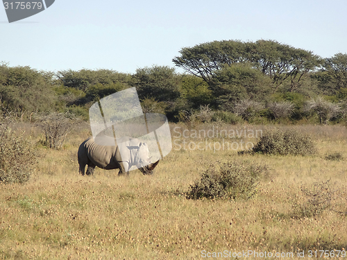 Image of White rhinoceros