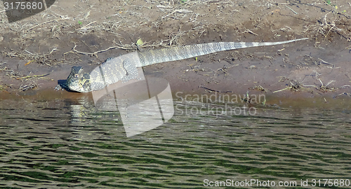 Image of Nile monitor