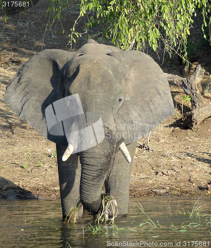 Image of Elephant in Botswana