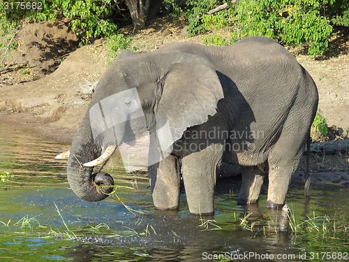 Image of Elephant in Botswana