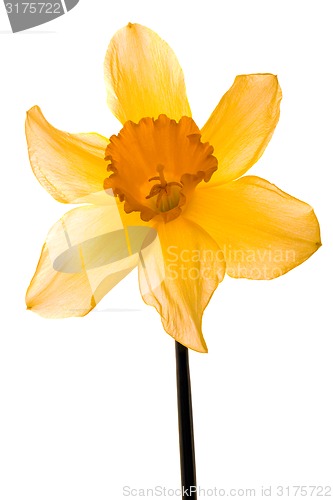 Image of Narcissus Pseudonarcissus Cutout