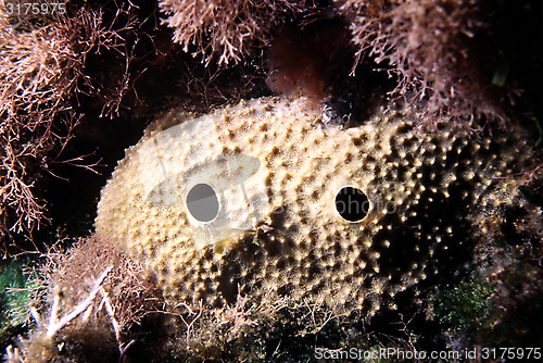 Image of Sponge with two big eyes.