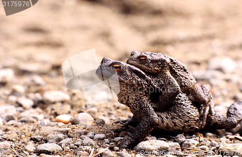 Image of Pair of Common Toads. Bufo Bufo.