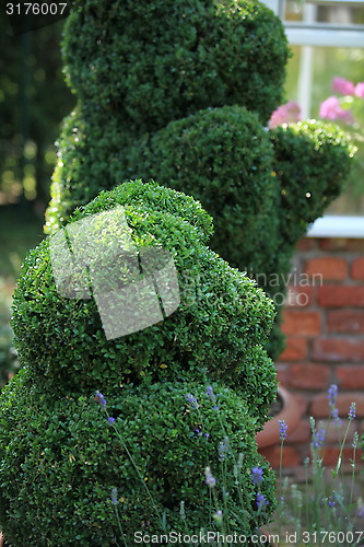 Image of green bear topiary