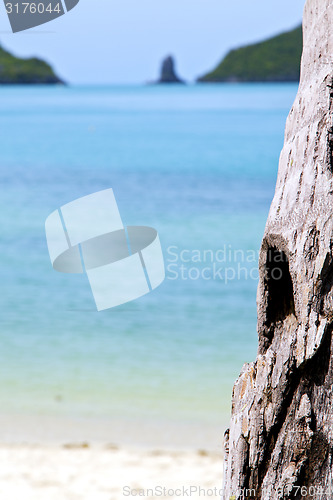 Image of asia   beach  tree  rocks in thailand  and south china sea 