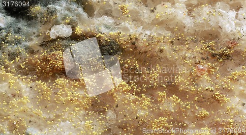 Image of Bread Mold Background