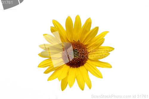 Image of sunflower over white