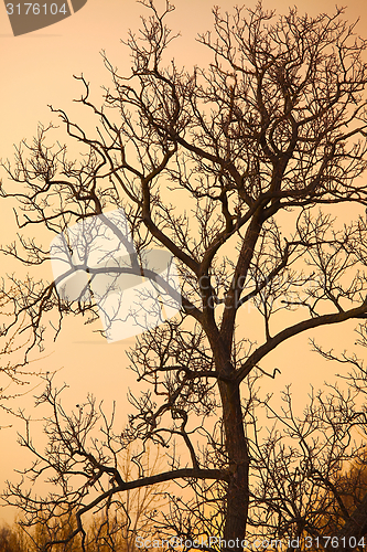 Image of Bare trees