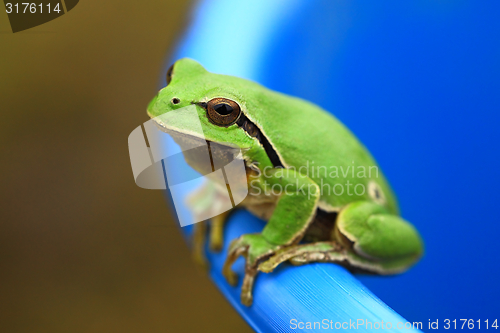 Image of Green Tree Frog