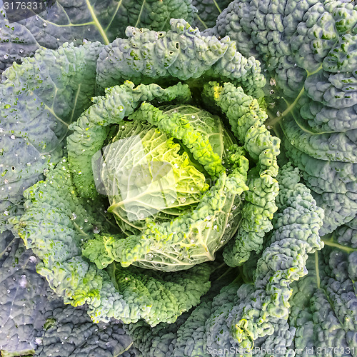 Image of Close-up of Savoy cabbage