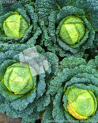 Image of Savoy cabbage in the garden