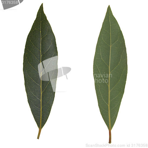 Image of Laurel Bay tree leaf isolated