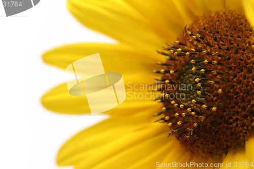 Image of sunflower macro over white