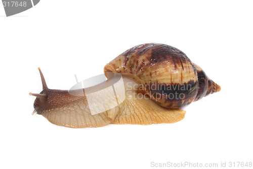 Image of snail