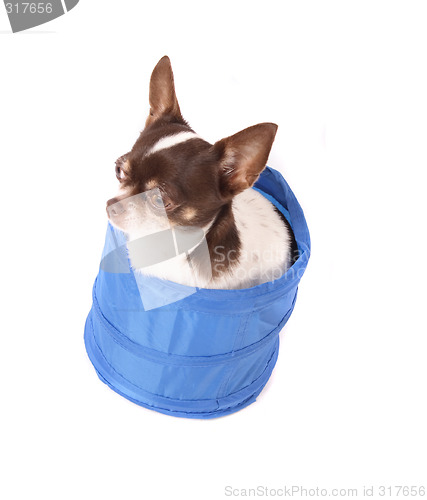 Image of chihuahua in the basket