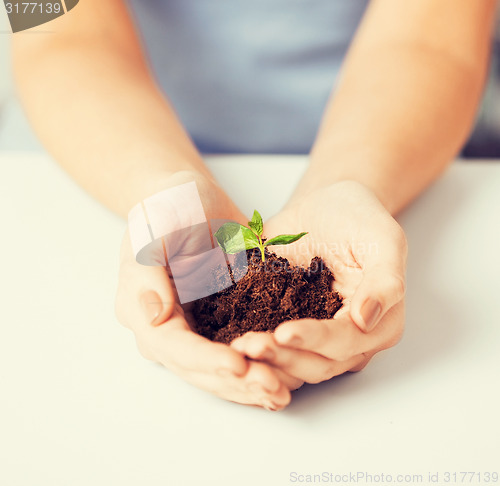 Image of hands with green sprout and ground