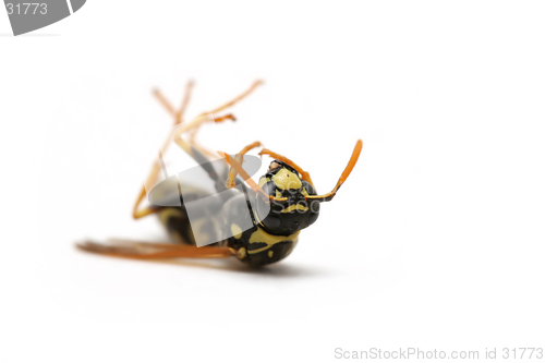 Image of dead wasp