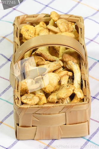 Image of Chanterelles in a Basket