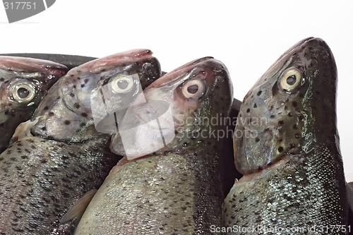 Image of Fish heads