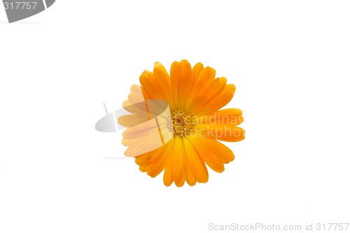 Image of Marigold